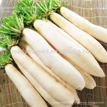 NR03 Xinku China radish seeds for agricultural, radish seeds factory